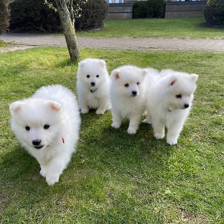 Appartamento Flat 5 Stars Da Rocha *