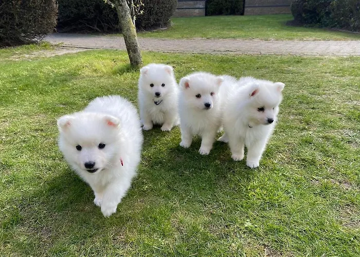 Appartamento Flat 5 Stars Da Rocha *